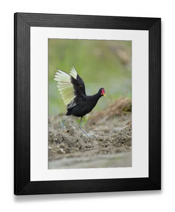 Framed Print : Wattled Jacana (Jacana jacana) defending its territory Framed Print : Wattled Jacana (Jacana jacana) defending its territory