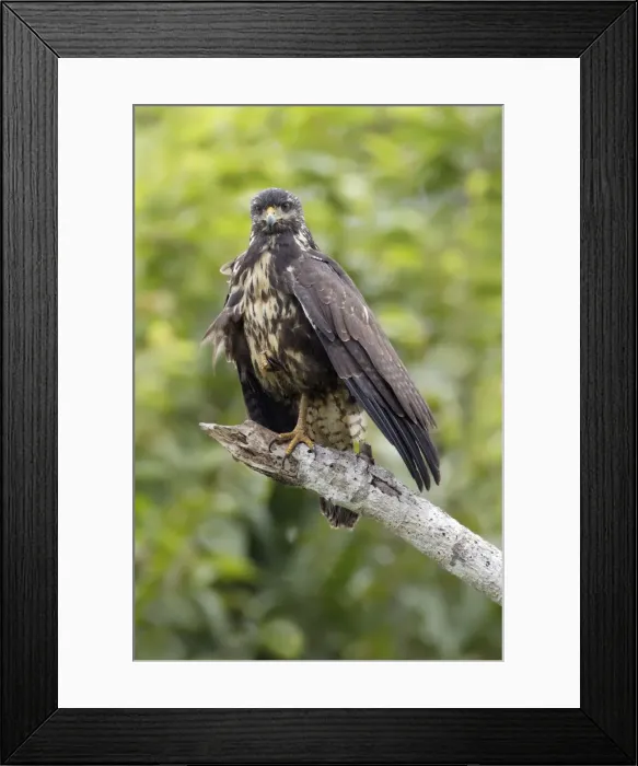 Framed Print : Common Black-Hawk Framed Print : Common Black-Hawk