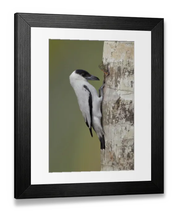 Framed Print : Black-crowned Tityra