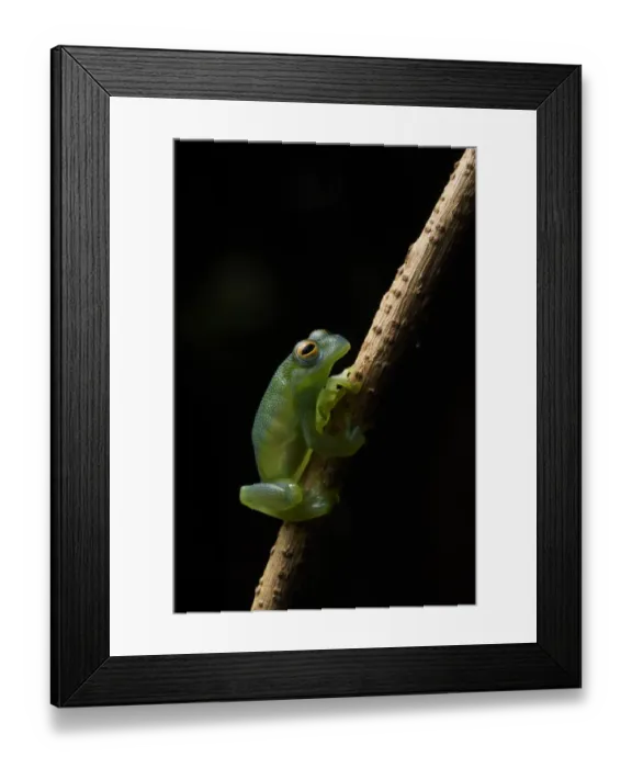 Framed Print : Granular Glass Frog Framed Print : Granular Glass Frog
