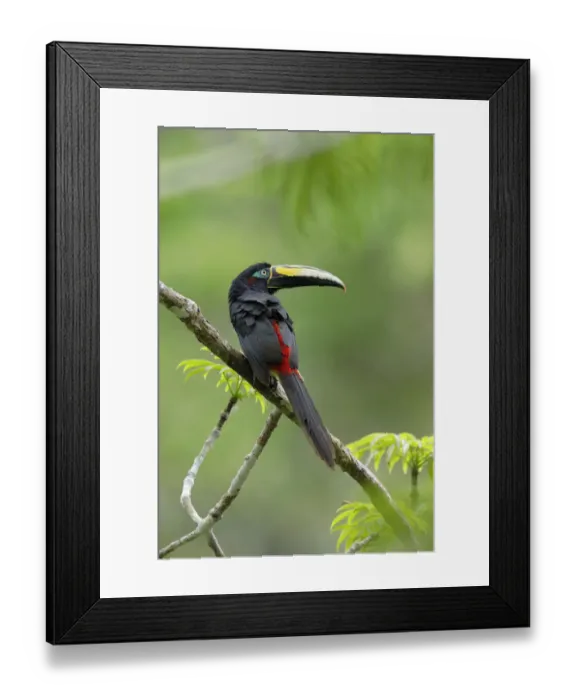 Framed Print : Many-banded Aracari (Pteroglossus pluricinctus) Framed Print : Many-banded Aracari (Pteroglossus pluricinctus)