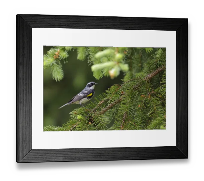 Framed Print : Yellow-rumped Warbler (Setophaga coronata)