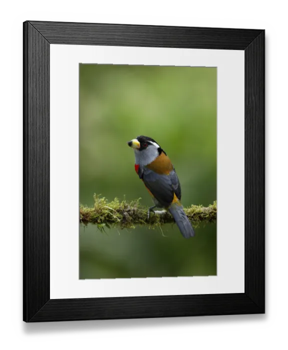 Framed Print : Toucan Barbet (Semnornis ramphastinus) Framed Print : Toucan Barbet (Semnornis ramphastinus)