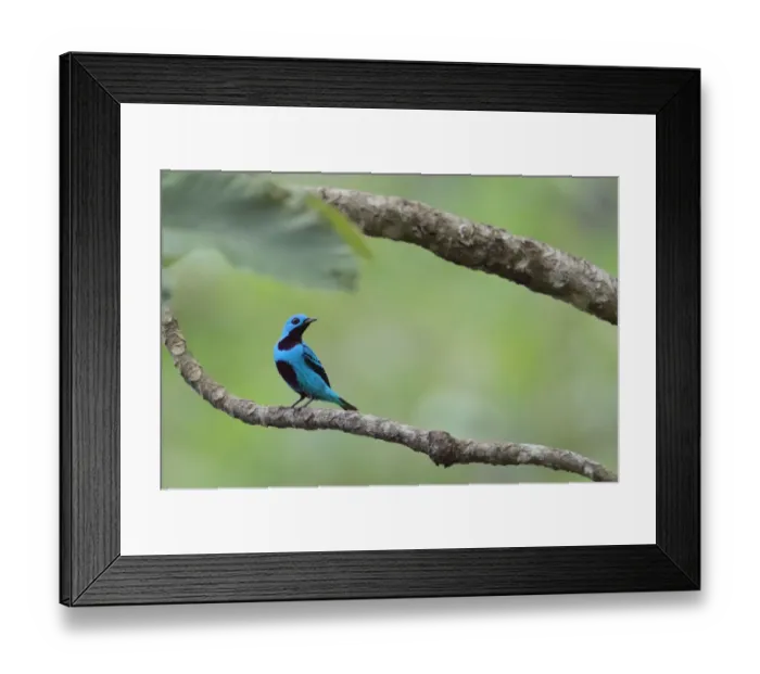Framed Print : Turquoise Cotinga Framed Print : Turquoise Cotinga