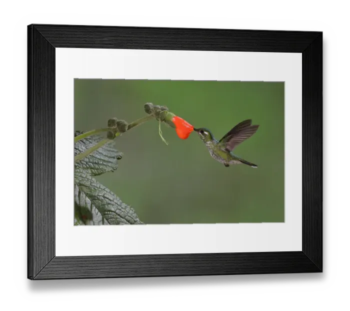Framed Print : Purple-bibbed Whitetip