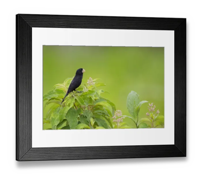 Framed Print : Nicaraguan Seed-Finch Framed Print : Nicaraguan Seed-Finch