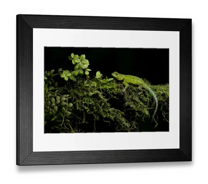 Framed Print : Green Spiny Lizard Framed Print : Green Spiny Lizard