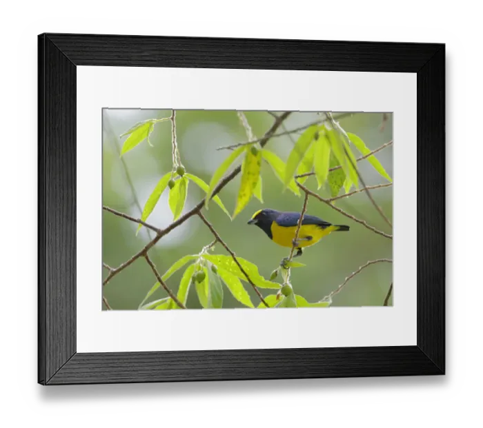 Framed Print : Spot-crowned Euphonia Framed Print : Spot-crowned Euphonia