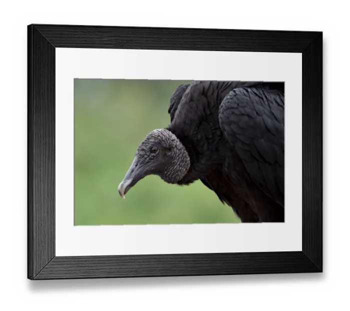 Framed Print : Black Vulture