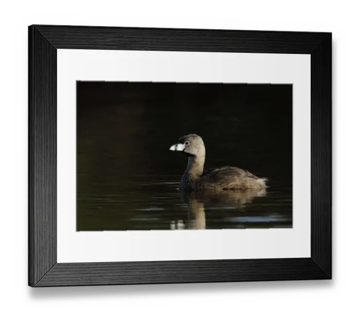 Framed Print : Pied-billed Grebe