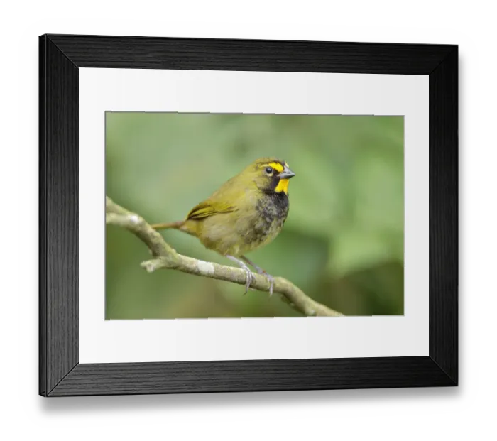 Framed Print : Yellow-faced Grassquit