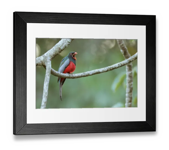 Framed Print : Slaty-tailed Trogon