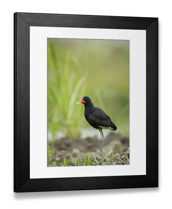 Framed Print : Wattled Jacana (Jacana jacana) foraging Framed Print : Wattled Jacana (Jacana jacana) foraging