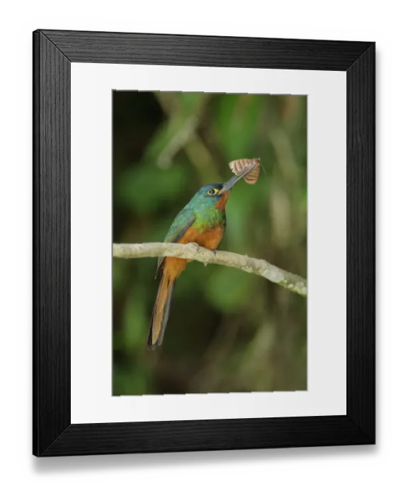 Framed Print : Coppery-chested Jacamar Framed Print : Coppery-chested Jacamar