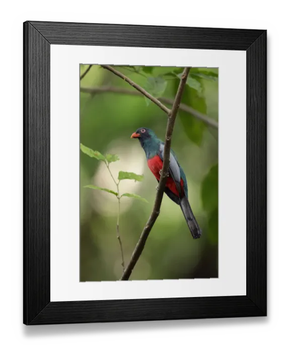 Framed Print : Slaty-tailed Trogon Framed Print : Slaty-tailed Trogon