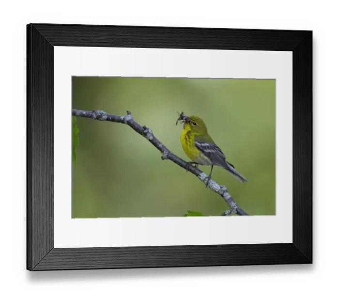 Framed Print : Pine Warbler (Setophaga pinus) Framed Print : Pine Warbler (Setophaga pinus)