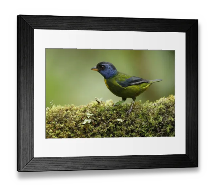 Framed Print : Moss-backed Tanager (Bangsia edwardsi)