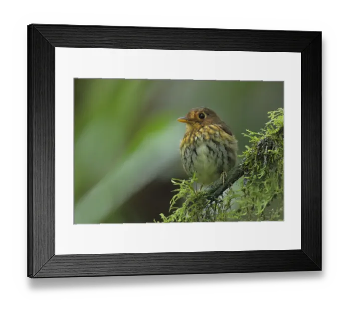 Framed Print : Ochre-breasted Antpitta (Grallaricula flavirostris)