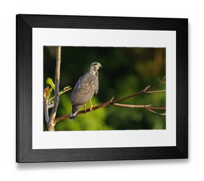 Framed Print : Common Black Hawk Framed Print : Common Black Hawk