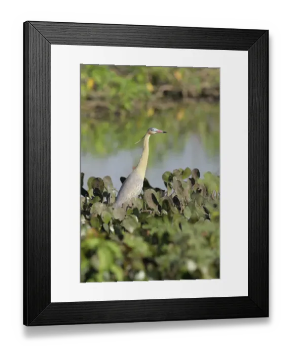 Framed Print : Whistling Heron (Syrigma sibilatrix) Framed Print : Whistling Heron (Syrigma sibilatrix)