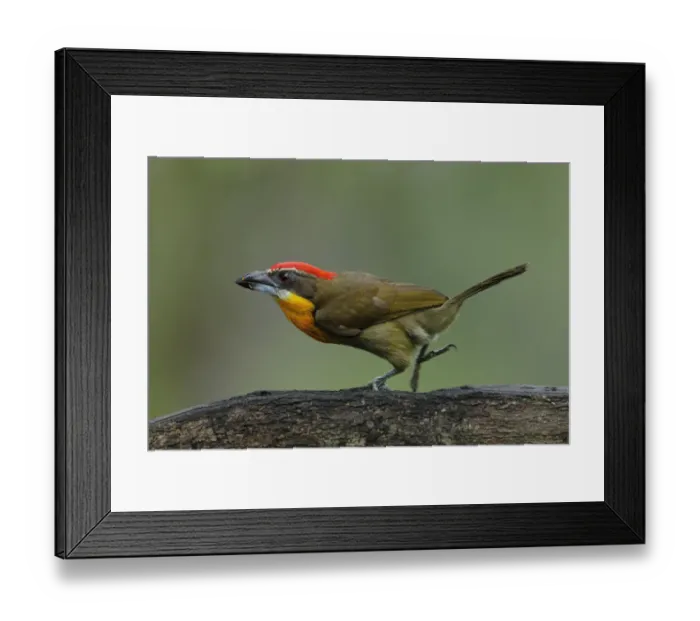 Framed Print : Scarlet-crowned Barbet (Capito aurovirens) Framed Print : Scarlet-crowned Barbet (Capito aurovirens)