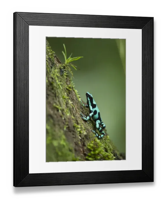 Framed Print : Green and black poison frog Framed Print : Green and black poison frog