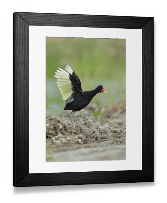Framed Print : Wattled Jacana (Jacana jacana) defending its territory Framed Print : Wattled Jacana (Jacana jacana) defending its territory