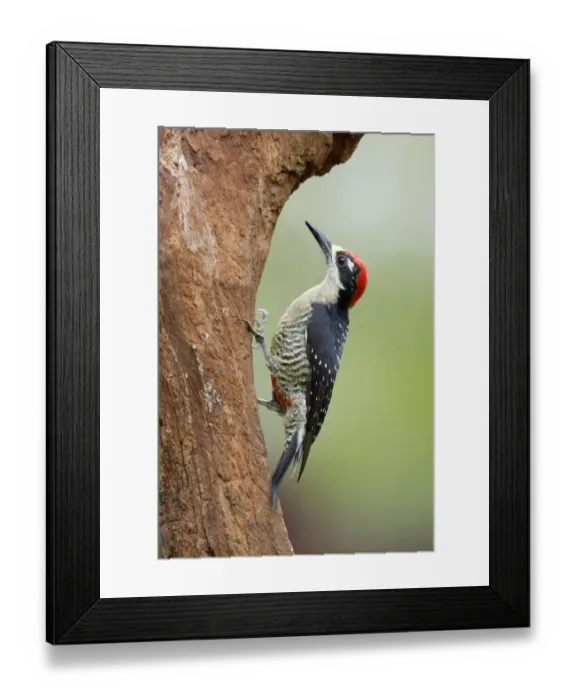 Framed Print : Portrait of a Black-cheeked Woodpecker Framed Print : Portrait of a Black-cheeked Woodpecker