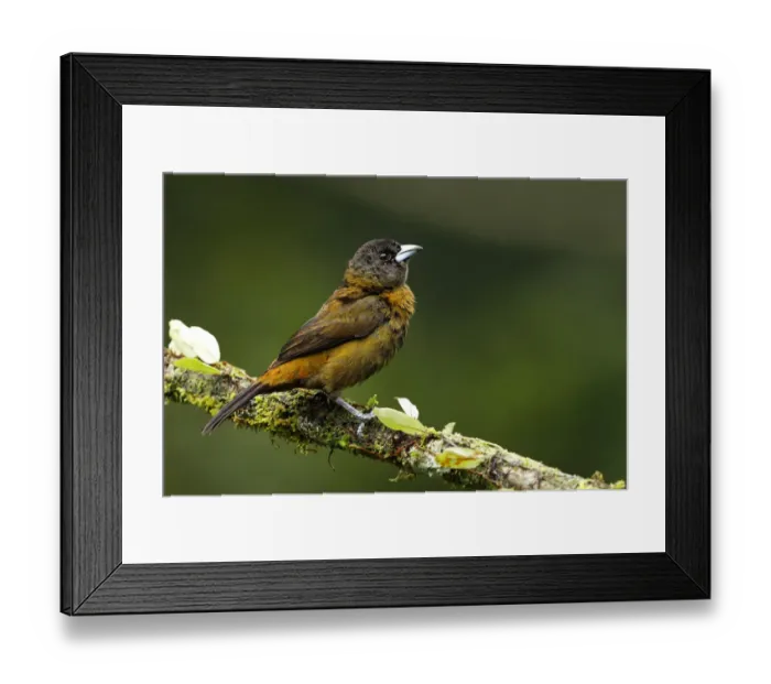 Framed Print : Scarlet-rumped Tanager Framed Print : Scarlet-rumped Tanager