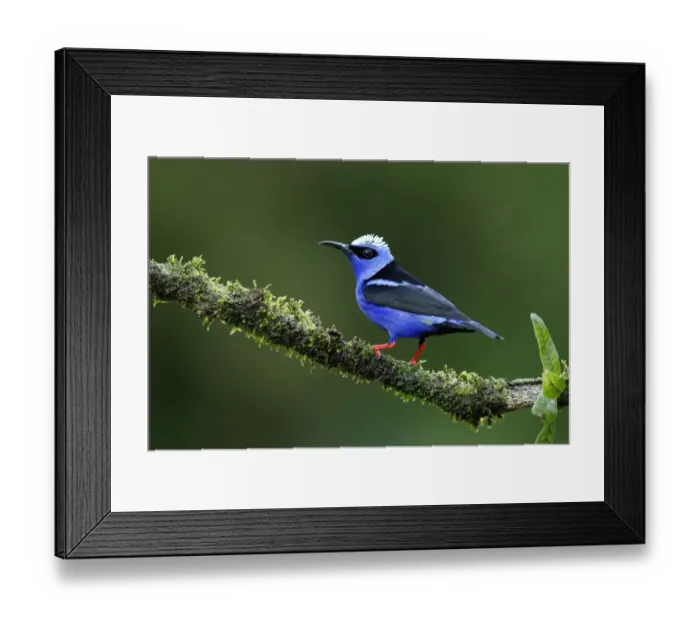 Framed Print : Red-legged Honeycreeper Framed Print : Red-legged Honeycreeper