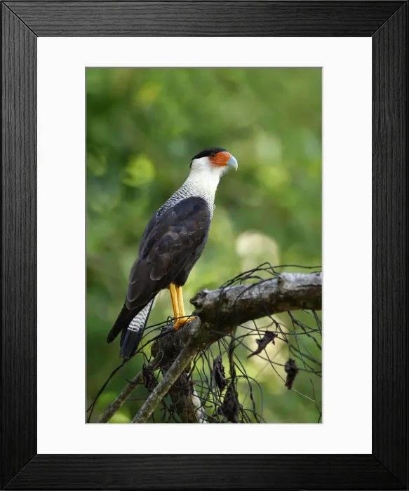 Framed Print : Crested Caracara Framed Print : Crested Caracara