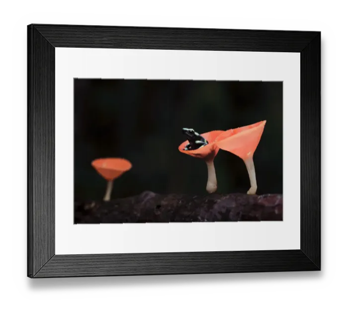 Framed Print : Portrait of a green and black poison dart frog, (Dendrobates auratus)
