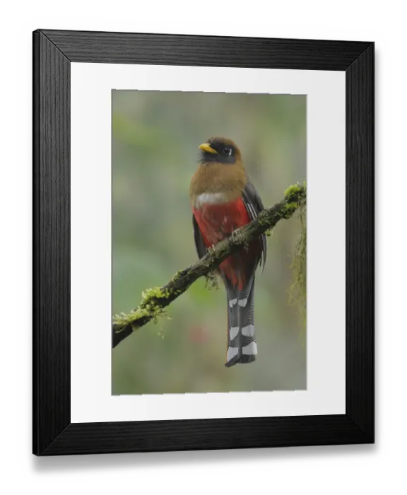 Framed Print : Masked Trogon Framed Print : Masked Trogon