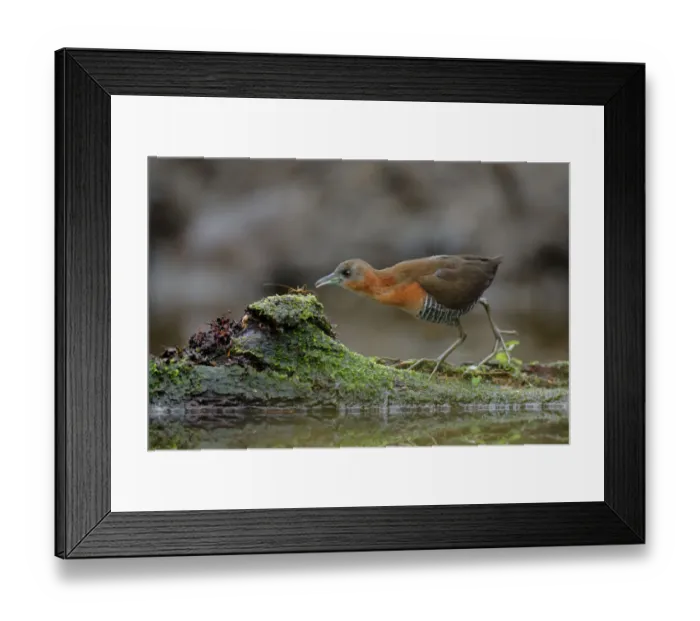 Framed Print : White-throated Crake Framed Print : White-throated Crake