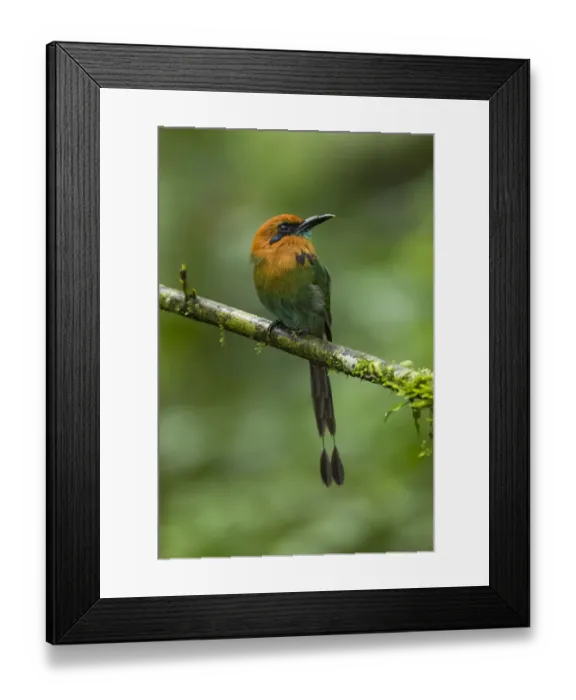 Framed Print : Broad-billed Motmot Framed Print : Broad-billed Motmot