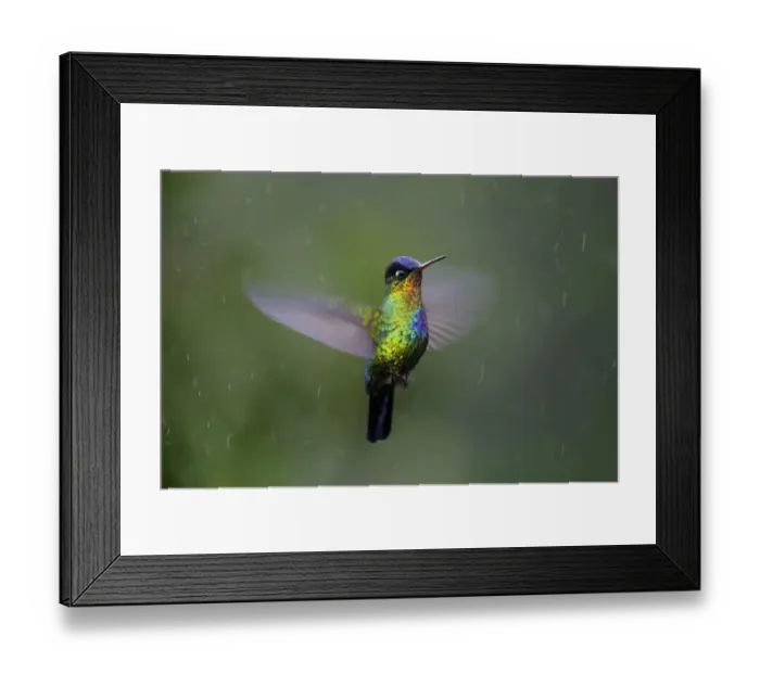 Framed Print : Fiery-throated Hummingbird Framed Print : Fiery-throated Hummingbird