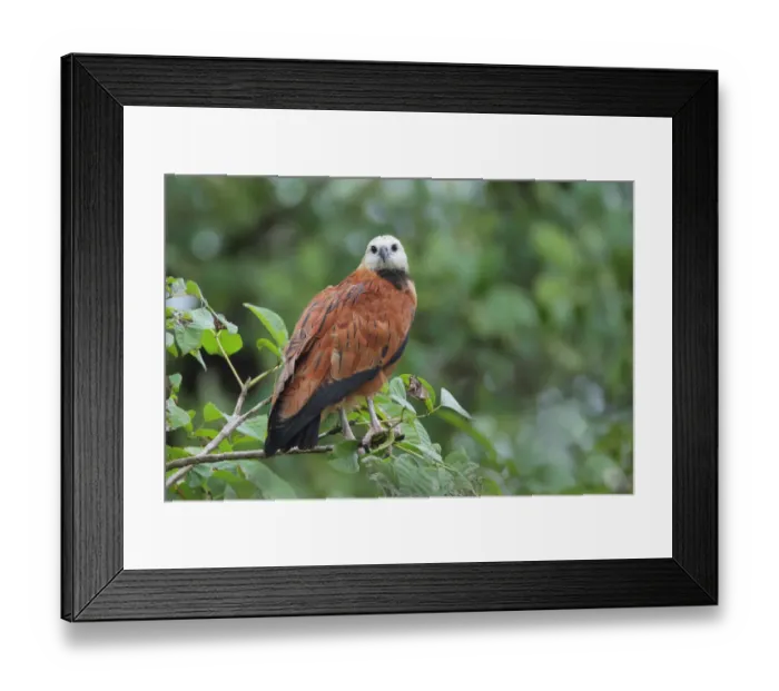 Framed Print : Black-collared Hawk Framed Print : Black-collared Hawk