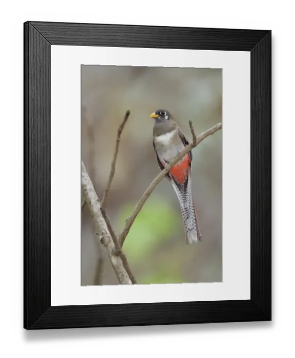 Framed Print : Female Elegant Trogon Framed Print : Female Elegant Trogon