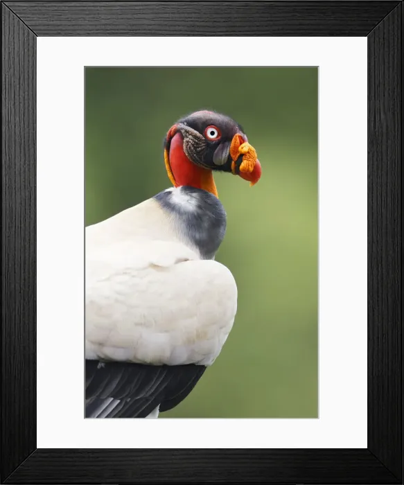 Framed Print : King Vulture Framed Print : King Vulture