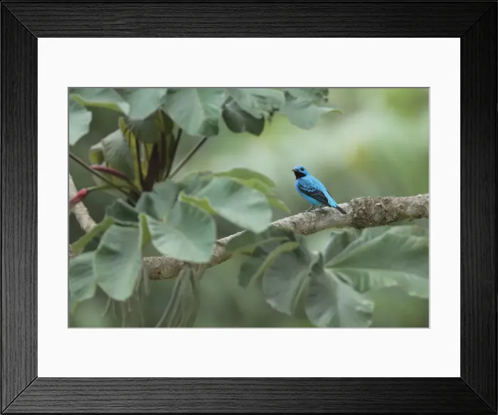 Framed Print : Turquoise Cotinga Framed Print : Turquoise Cotinga