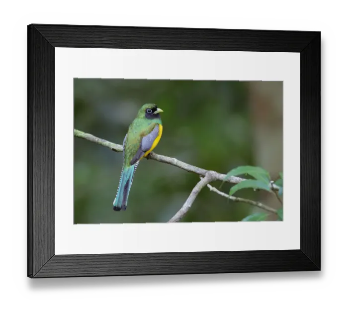 Framed Print : Black-throated Trogon Framed Print : Black-throated Trogon