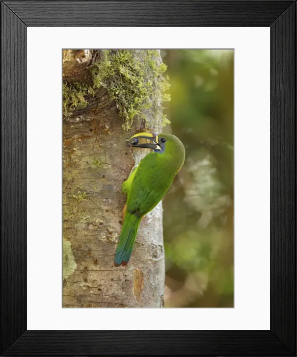 Framed Print : Emerald Toucanet Framed Print : Emerald Toucanet