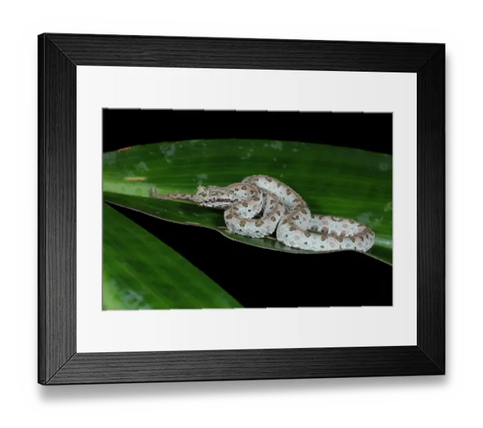 Framed Print : Eyelash Pit Viper white morph Framed Print : Eyelash Pit Viper white morph
