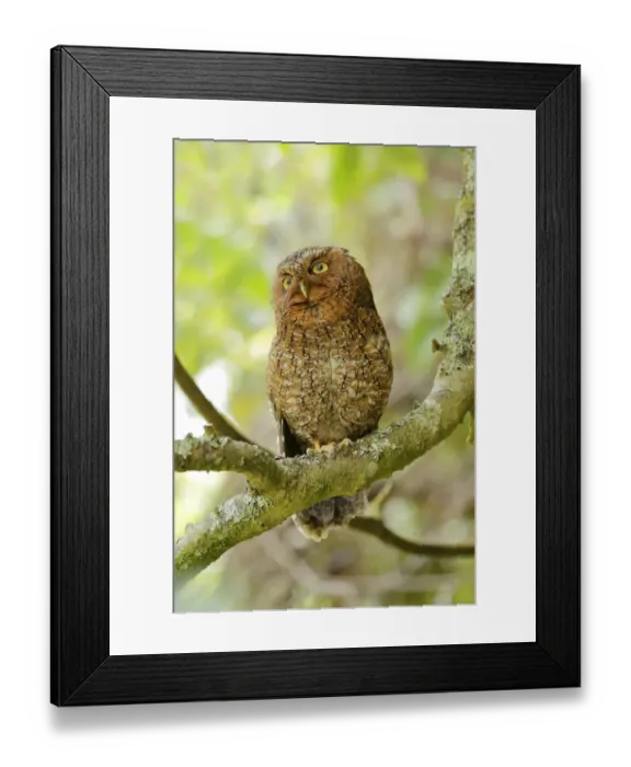 Framed Print : Bare-shanked Screech Owl Framed Print : Bare-shanked Screech Owl