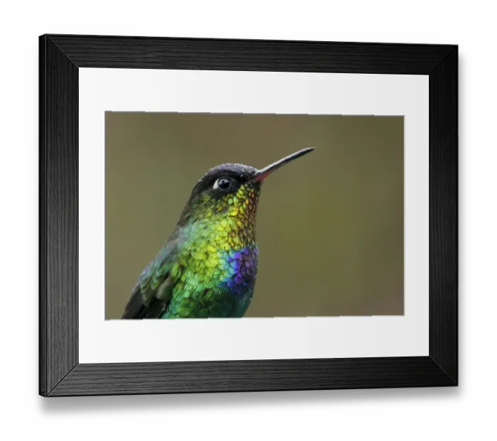 Framed Print : Fiery-throated Hummingbird Framed Print : Fiery-throated Hummingbird