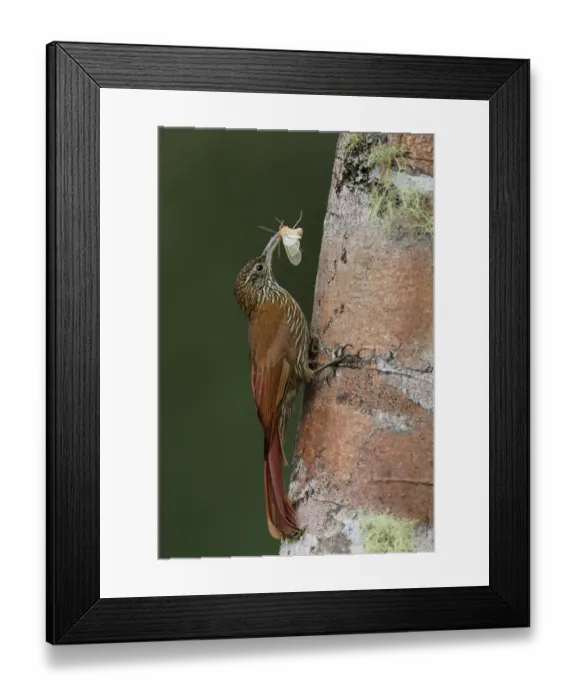 Framed Print : Montane woodcreeper (Lepidocolaptes lacrymiger) Framed Print : Montane woodcreeper (Lepidocolaptes lacrymiger)