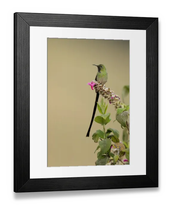 Framed Print : Black-tailed Trainbearer (Lesbia victoriae) Framed Print : Black-tailed Trainbearer (Lesbia victoriae)