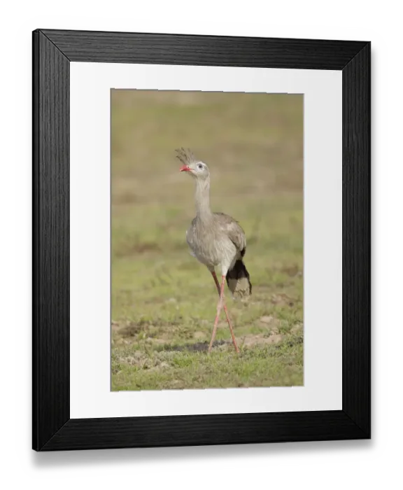 Framed Print : Red-legged Seriema (Cariama cristata)