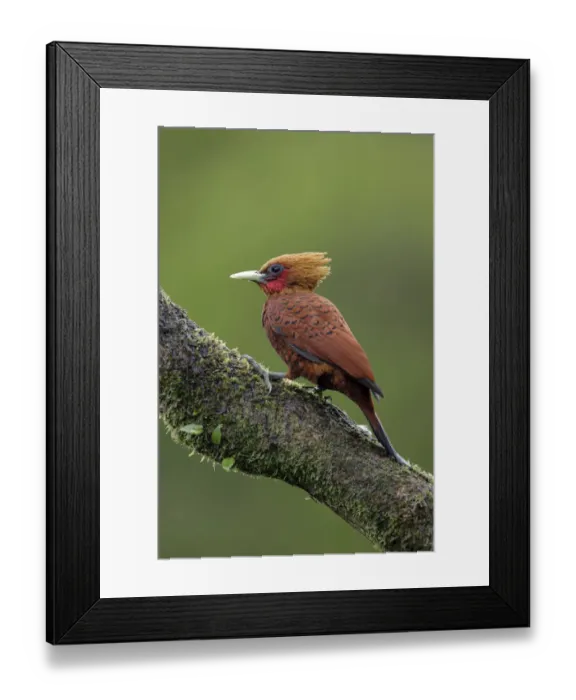 Framed Print : Chestnut-colored Woodpecker Framed Print : Chestnut-colored Woodpecker