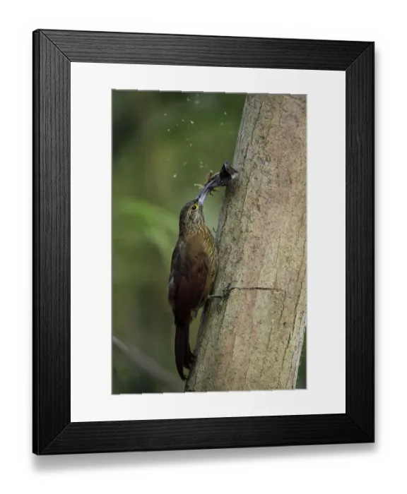 Framed Print : Strong-billed Woodcreeper